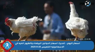 أسعار اليوم.. تحديث أسعار الدواجن البيضاء والطيور الحية في الإسماعيلية الخميس 28-8-2025